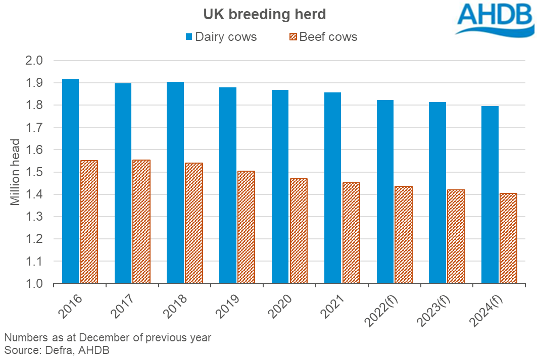 Graph showing actual and forecast UK breeding beef and dairy cow numbers from 2016 to 2024